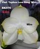 Phal. Yaphon Love Song Miro